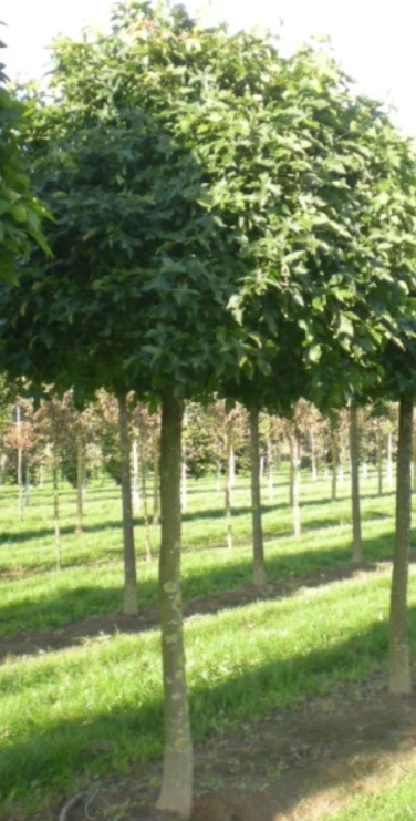 Liquidambar styraciflua 'Gum Ball'