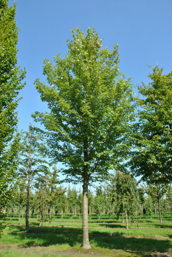 acer freemanni celebration