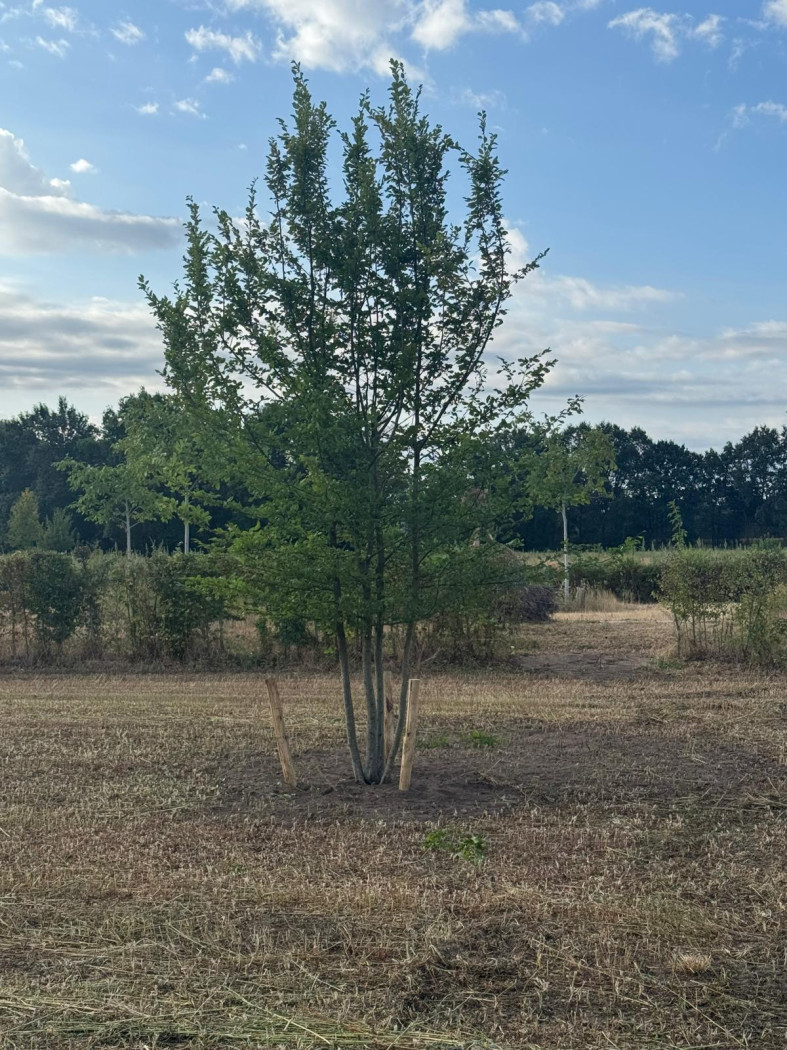 Carpinus betulus