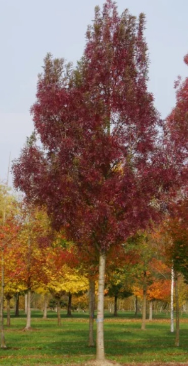 Fraxinus ang. 'Raywood'