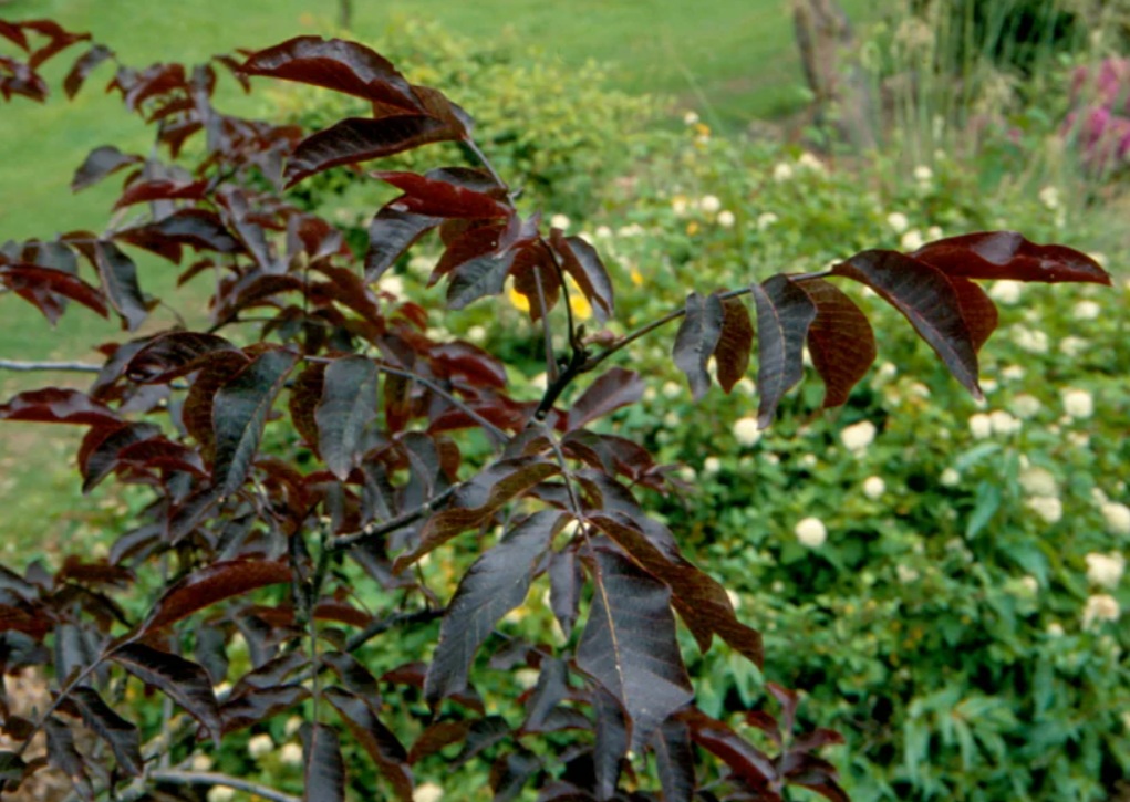 Juglans regia 'Purpurea'