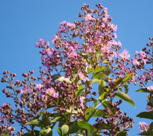 Lagerstroemia 'Muskogee'