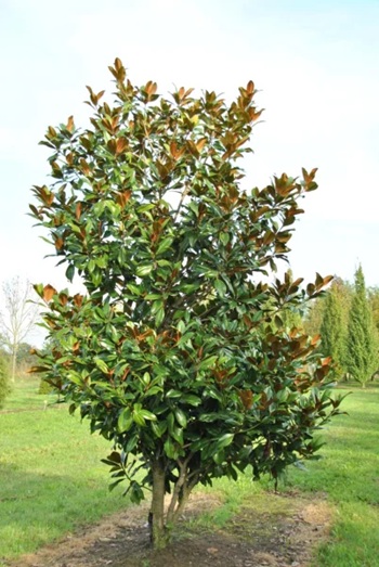 Magnolia grandiflora galissoniere