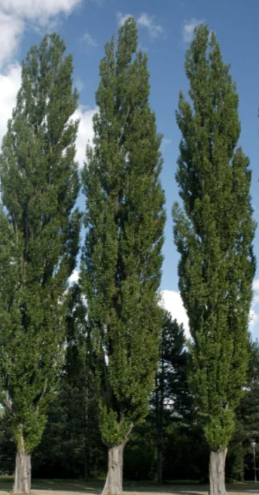 Populus nigra italica
