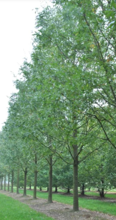 Quercus castaneifolia 'Green Spire'