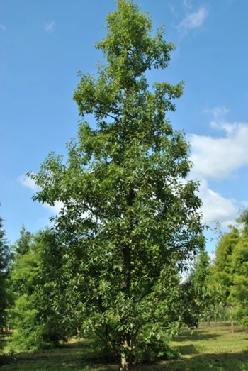 Quercus 'Mauri'