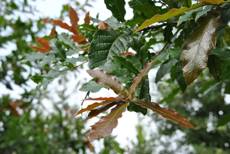 Quercus rhysophylla 'Maya'